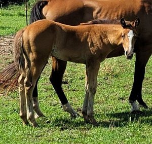 QH Alfalfa