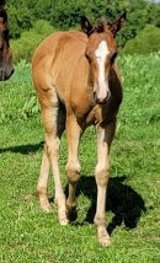 QH Alfalfa
