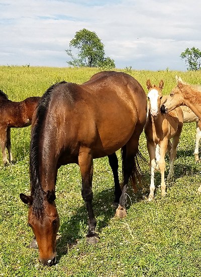 SOLD/ SLR LIL TRIGGERHAPP