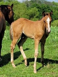 QH Alfalfa