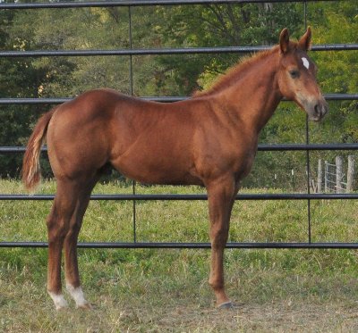 SOLD - Bailey Senor colt