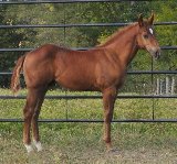 SOLD - Bailey Senor colt