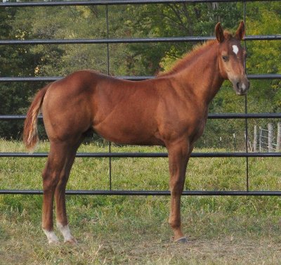 SOLD - Bailey Senor colt