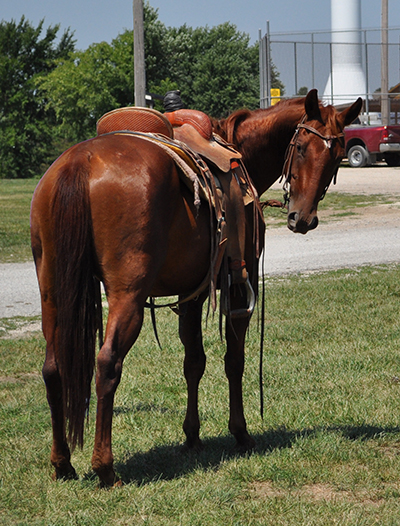 SLR Boss Hoss/SOLD