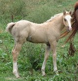 Lucky Strike Colt