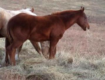 SOLD - Bailey Senor colt