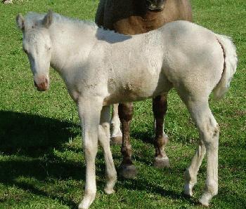 Cremello Filly