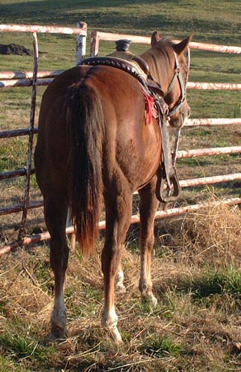 Colored Blue Trouble