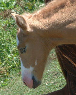 Lucky Strike Colt